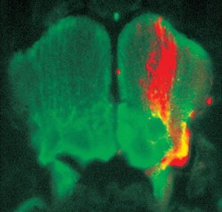 multicolor stained organism zebrafish brain sample stained with green glial and orange celltracker stain