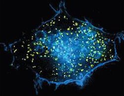 Live HEK-293 cells labeled with CellLight reagents Live-cell imaging of HEK-293 cells showing plasma membrane-CFP (blue) and peroxisomes-GFP (green) using CellLight reagents