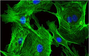 dapi-s002647 dapi-s002647