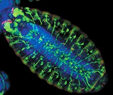 DAPI (4′,6-diamidino-2-phenylindole) DAPI (4′,6-diamidino-2-phenylindole)