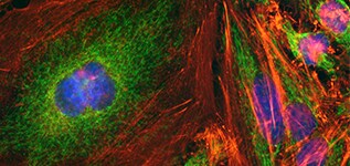 fluorescein-data multicolor imaging