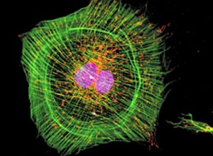 Stained muntjac cell Stained muntjac cell