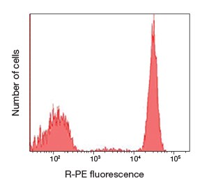 multicolor stained organism unicellular ciliate with green and orange tubulin