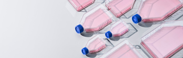 Cell and Tissue Culture Flasks A variety of flasks for cell and tissue culture, filled with phenol-red treated medium