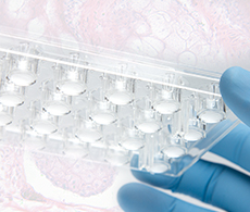 Cell culture inserts Cell culture inserts in a variety of sizes