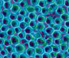 Non-treated 96-well plates A macro of a non-treated cultureware surface