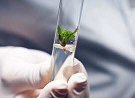 Bioprocessing Solutions for Cellular Agriculture A close up of an explant in media held by a researcher