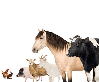 Other animal sera Animal group photo