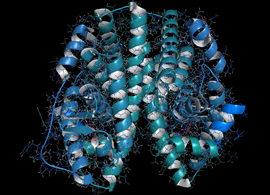 Model of an estrogen receptor Computer generated model of an estrogen receptor