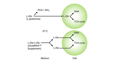 controlled-delivery-glutamine controlled-delivery-glutamine
