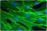 2-color fluorescence imaging of Human MSCs cultured with GlutaMAX media Microscopic view of fluorescently stained MSCs indicating CD105