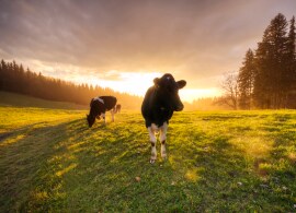 Adult bovine and calf sera uses Two adult cows in a field