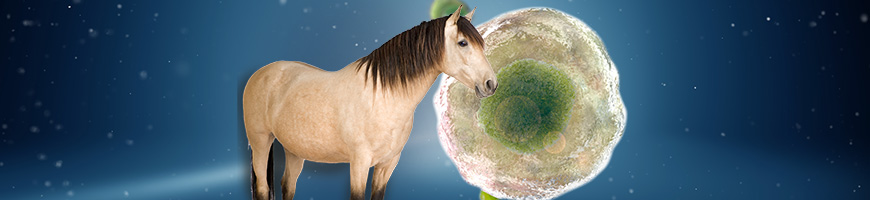 Horse Serum for Cell Culture Conceptual art of a horse overlayed on a cell