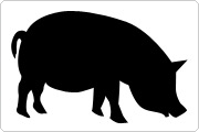 Pig serum Pig icon