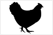 Chicken serum Chicken icon