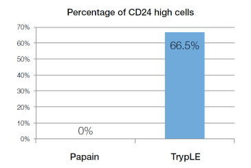 TrypLE reagent helps preserve cell-surface epitopes Bar chart of percent CD24-positive cells for both TrypLE reagent and papain treatments