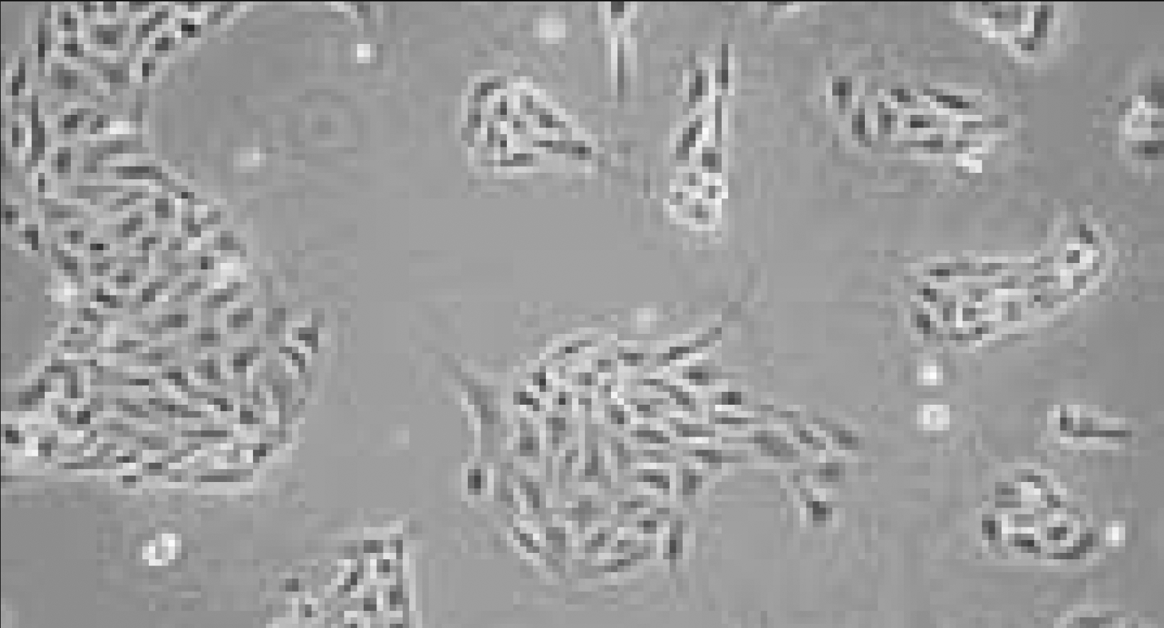 Cells treated with TrypLE Brightfield image of cultured cells after TrypLE enzyme treatment