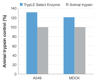 TrypLE Select v Trypsin Colony Plating Efficiency Bar chart of percent animal enzyme control for 2 cell lines and TrypLE Select enzyme and animal trypsin treatments