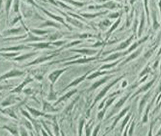 Dermal Fibroblast Culture Systems Dermal Fibroblast Culture Systems