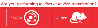 Invitrogen TransfectionSelect tool Options available in the TransfectionSelect tool