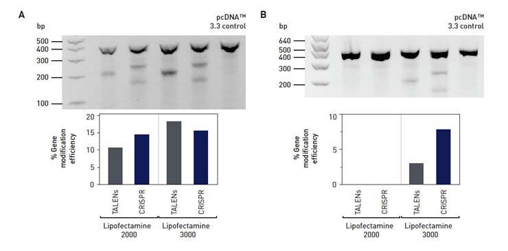 Cleavage efficiency of GeneArt TALS and CRISPRs Two panels of gel images and corresponding bar graphs demonstrating cleavage and gene editing efficiency when comparing Lipofectamine 3000 to Lipofectamine 2000 for delivery of gene editing tools like TALEN and CRISPR sequences.