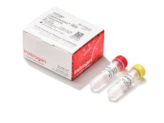 Lipofectamine 3000 Transfection Reagent Lipofectamine 3000 Transfection Reagent product photo