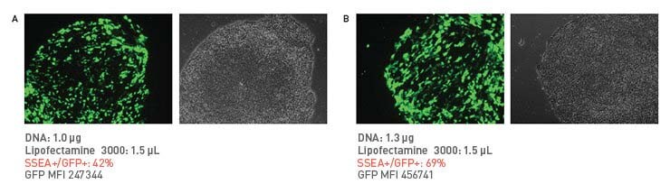 Transfection of stem cells Panel of fluorescent and brightfield micrographs demonstrating transfection efficiency of GFP in H9 ESCs(image A) and iPSCs (image B).