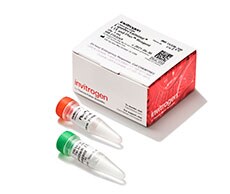Lipofectamine LTX with PLUS Reagent Kit Lipofectamine LTX Reagent kit box and two tubes, one with a red cap and one with a green cap