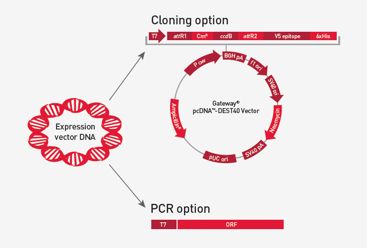Prepare your DNA template with a T7 promoter Preparing DNA template with a T7 promoter