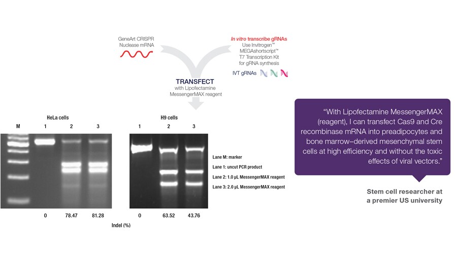 CRISPR transfection results workflow graphic and cleavage results for transfected HeLa and H9 cells