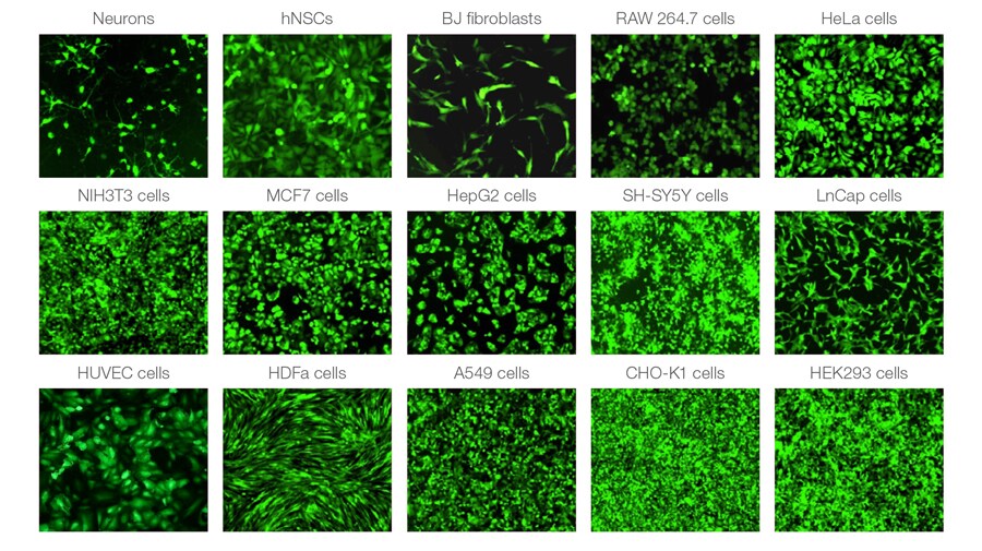 Transfection efficiency results microscope images of 15 transfected cell lines