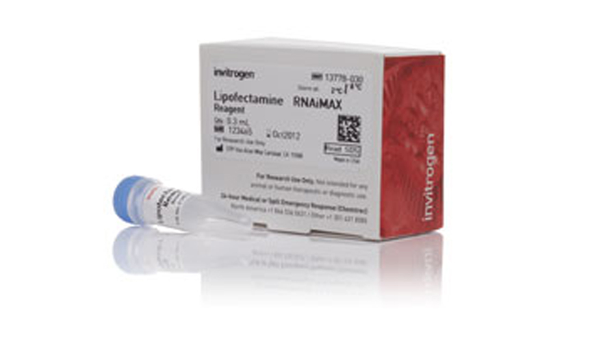 Lipofectamine RNAiMAX Reagent kit Lipofectamine RNAiMAX Reagent kit box and one tube with a blue cap