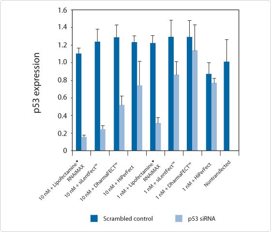 P53 expression graph Bar graph showing the effects of different transfection reagents on p53 expression levels in cells transfected with either a scrambled control or p53 siRNA