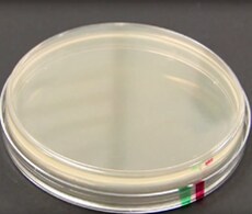 Bacterial Transformation Troubleshooting Guide Petri dish ready for bacterial transformation