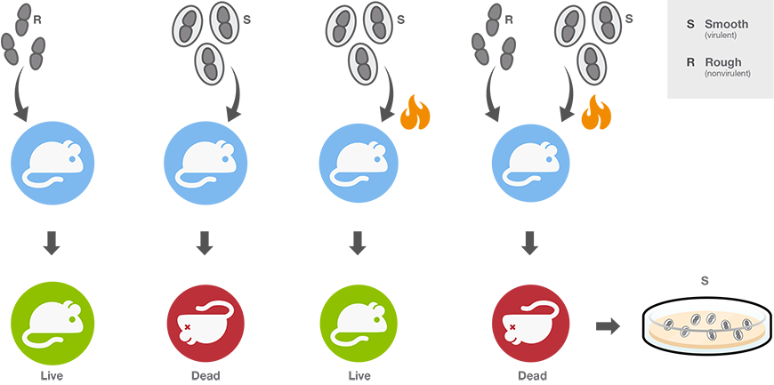 The Griffith experiments Schematic demonstrating the Griffith experiments as the foundation of bacterial transformation and bacterial competence
