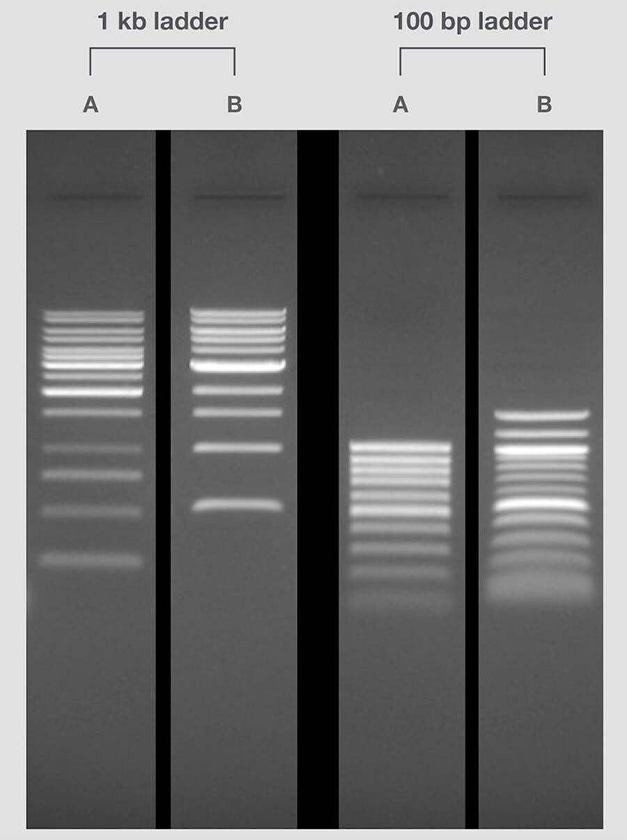 Steps in Nucleic Acid Gel Electrophoresis | Thermo Fisher Scientific - CN