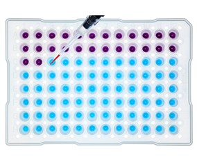 Reverse Transcription Applications Overhead view of a multiwell plate with blue liquid and purple liquid being aliquoted into each well