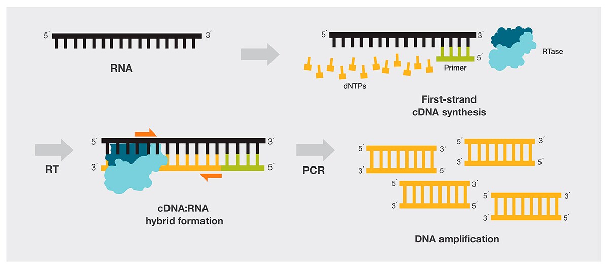 Reverse transcription polymerase chain reaction (RT-PCR) Diagram of reverse transcription polymerase chain reaction (RT-PCR)