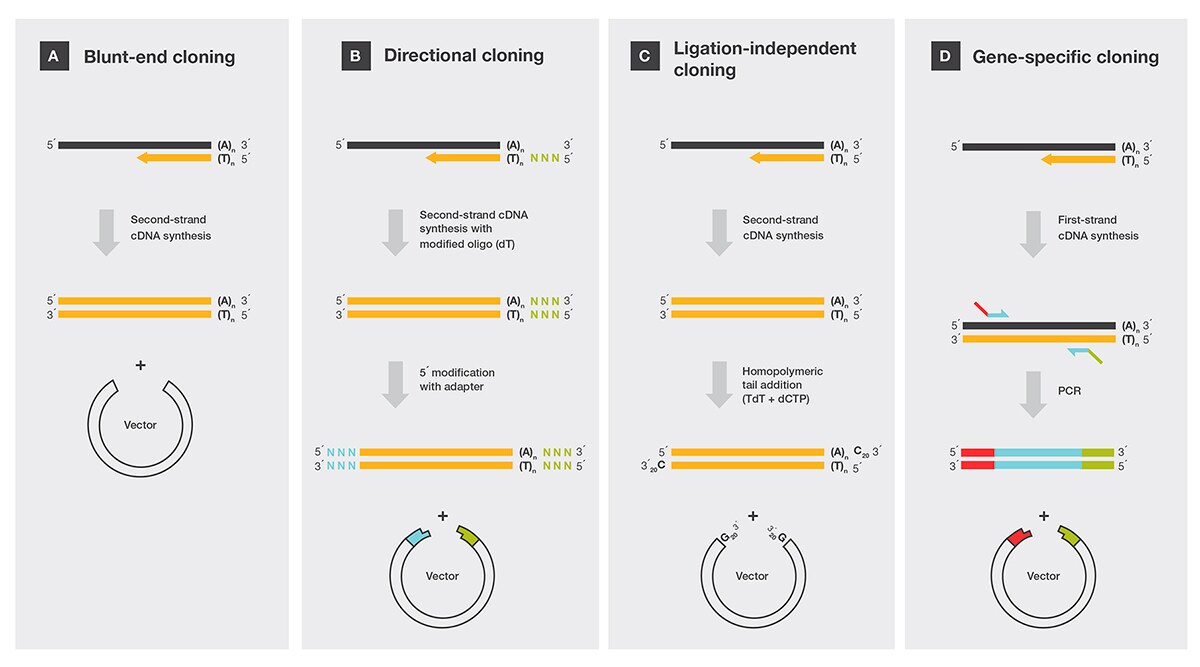 Common methods to clone cDNA Diagrams showing four different ways to clone cDNA; blunt-end cloning, direction cloning, ligation-independent cloning, and gene-specific cloning