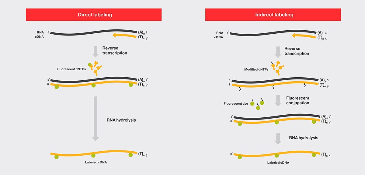 Direct and indirect cDNA labeling with reverse transcriptase Diagram showing the process of direct labeling of cDNA and the process of indirect labeling of cDNA with reverse transcriptase