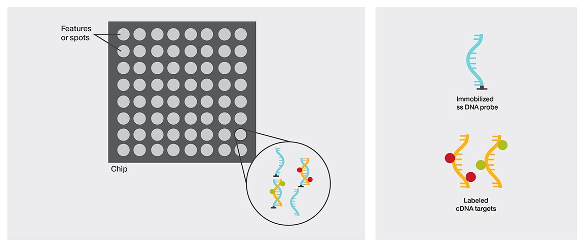 Gene expression microarray chip A microarray chip with one enlarged feature showing the immobilized ssDNA probe and the labeled cDNA target