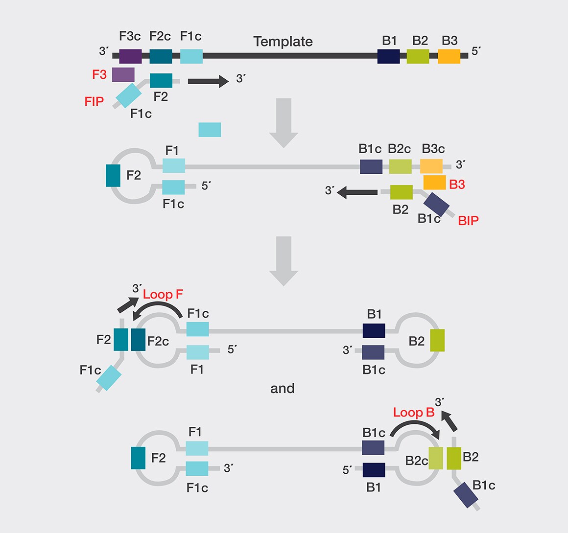 Isothermal DNA amplification Diagram showing Isothermal DNA amplification