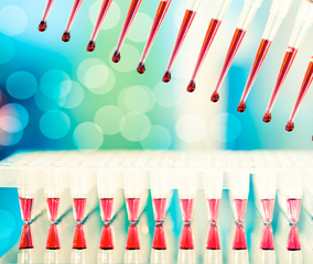 Multichannel cloning reaction setup A 12-channel pipet dispensing red liquid into a 96-well PCR plate