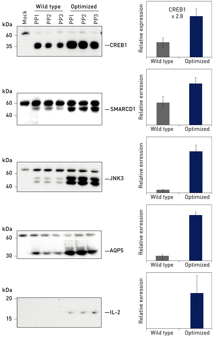 Protein expression analysis of wild type vs optimized genes Western blot analysis showing protein expression in cell culture supernatants for secreted proteins or cell lysates for other proteins