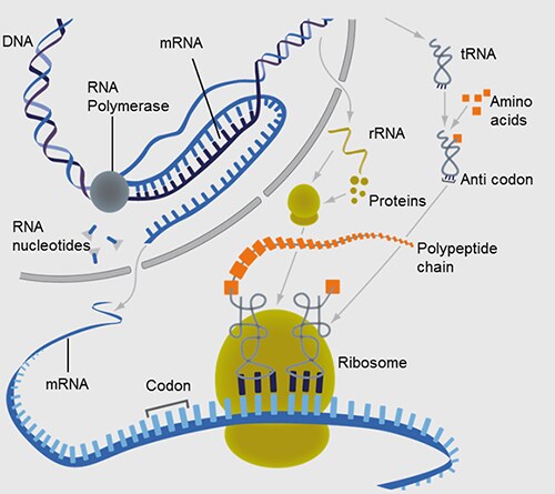 Protein expression in the cell Schematic representation of protein expression in the cell