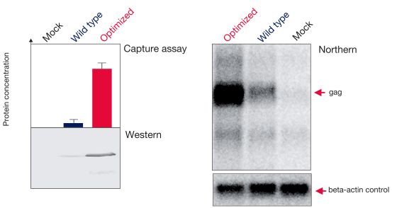 Expression analysis of HIV-1 Pr55gag in transiently transfected H1299 cells Expression analysis of HIV-1 Pr55gag in transiently transfected H1299 cells using ELISA, western blot, and northern blot