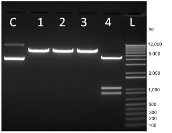 Anza restriction enzymes show complete digestion with three enzymes in a single buffer Anza restriction enzymes show complete digestion with three enzymes in a single buffer
