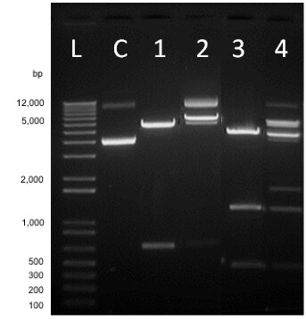 Anza restriction enzymes are formulated to complete digestion in just 15 minutes. Anza restriction enzymes are formulated to complete digestion in just 15 minutes.
