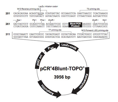 The pCR 4 Blunt-TOPO vector The pCR 4 Blunt-TOPO vector