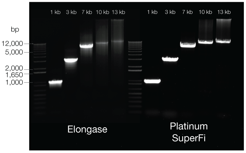 Platinum SuperFi DNA Polymerase has higher specificity in amplifying larger targets than the Invitrogen Elongase Enzyme Mix. Platinum SuperFi DNA Polymerase has higher specificity in amplifying larger targets than the Invitrogen Elongase Enzyme Mix.